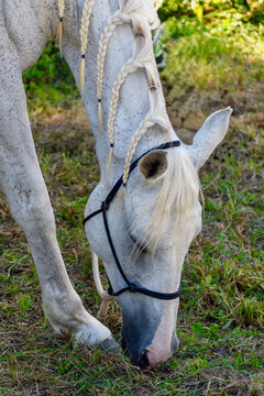 Cavallo con criniera intrecciata che pascola sul prato