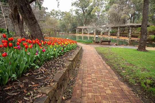 View of vibrant tulips blooming along a brick path in Araluen Botanic Park, with a tranquil pond and lush trees in the background in Roleystone, Western Australia, Australia.