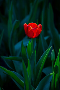 View of a vibrant red tulip in bloom with lush green foliage and a closed bud in Araluen Botanic Park, Roleystone, Western Australia, Australia.