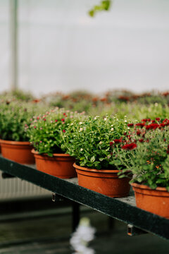 Rows of small chrysanthemum plants in orange pots sitting on a greenhouse bench during the daytime