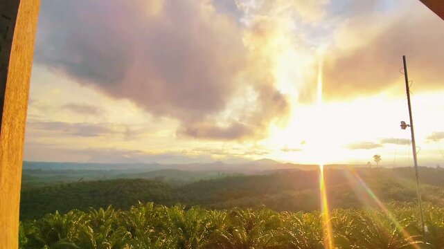 Golden sunset over palm oil plantation landscape with sun rays through clouds