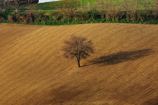 View of a solitary tree standing in a vast, freshly plowed brown field under soft light with a green hillside in the background in Corridonia, Marche, Italy.