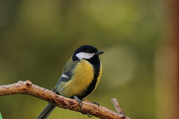 Obraz premium The Swedish bird 