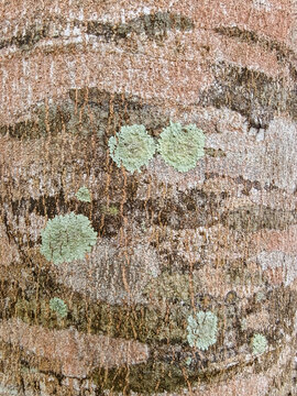 Close-up of tree bark covered with green lichen and texture pattern