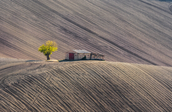 View of a small stone barn with a red door and a single tree standing on a rolling, plowed field with distinct furrows in Corridonia, Marche, Italy.