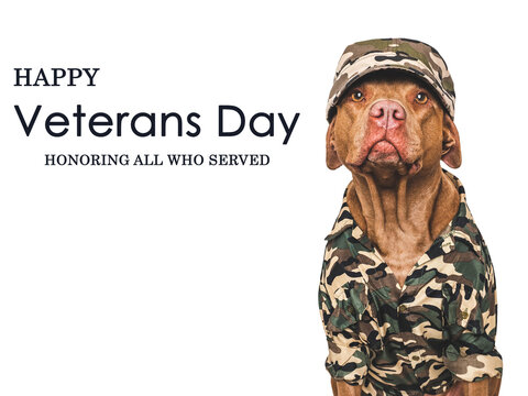 Cute dog in camouflage shirt and a greeting message. Happy Veterans Day November 11th greeting card. Patriotic pet, military tribute. Symbolizes honor and service. Ideal for holiday content