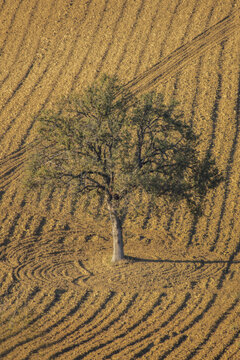 View of a solitary tree standing in the center of a freshly plowed field with distinct furrows in Corridonia, Marche, Italy.
