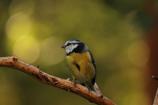 the Swedish bird looking for food