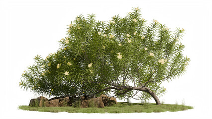 Obraz premium Broad blossoming shrub covered in pale yellow flowers on a rocky lawn bed, isolated on a transparent background for garden landscape design and architectural postproduction