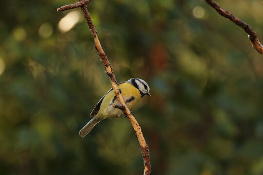 the Swedish bird looking for food