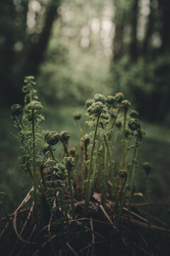 View of young fern fiddleheads growing in a lush forest with soft natural light in Merikula, Harju maakond, Estonia.