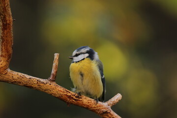 Obraz premium the Swedish bird looking for food
