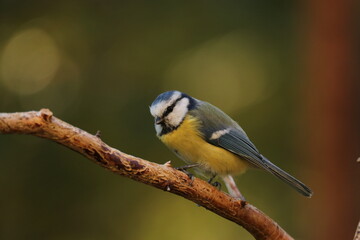 Obraz premium the Swedish bird looking for food