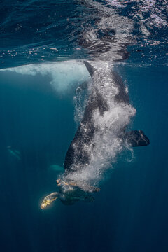 Wild Orca Attacking a Sea Turtle During an Underwater Hunt in Baja California, Mexico