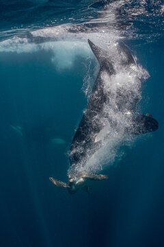 Wild Orca Attacking a Sea Turtle During an Underwater Hunt in Baja California, Mexico