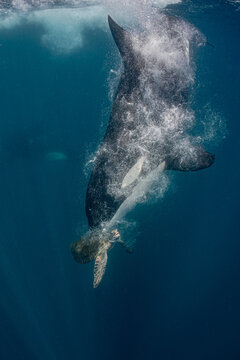 Wild Orca Attacking a Sea Turtle During an Underwater Hunt in Baja California, Mexico