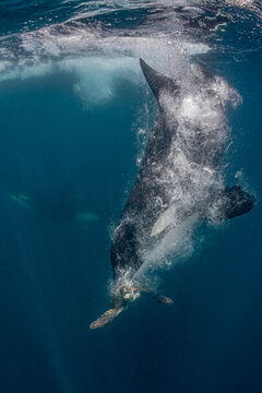 Wild Orca Attacking a Sea Turtle During an Underwater Hunt in Baja California, Mexico