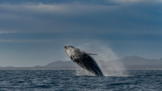 Spectacular Humpback Whale Breaching Out of the Ocean in Baja California, Mexico