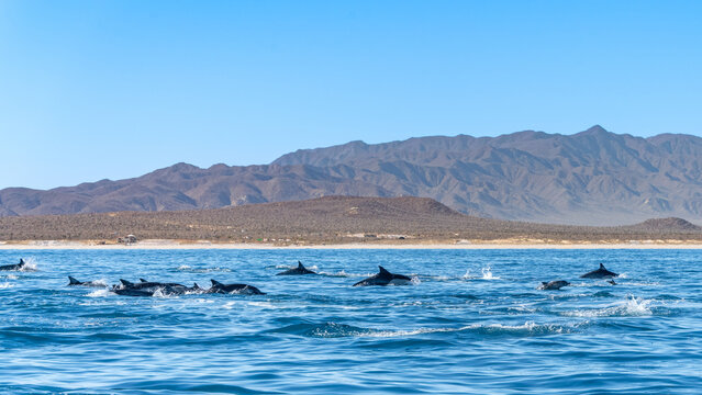 Pod of Wild Dolphins Swimming Along the Rugged Coastline of Baja California, Mexico