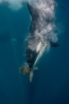 Wild Orca Diving Toward a Sea Turtle in Deep Blue Ocean Waters