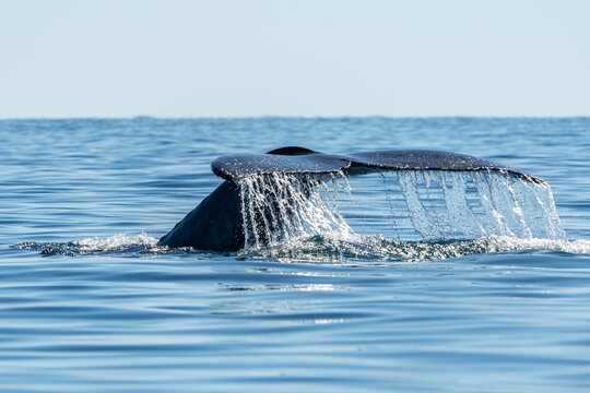 Humpback Whale Tail Rising Above the Ocean with Water Cascading from Its Flukes