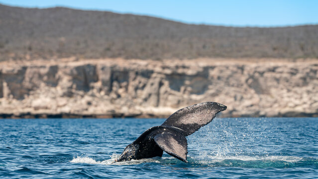Humpback Whale Raising Its Tail Fluke Before Diving Along a Rocky Coastline