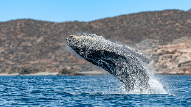 Spectacular Humpback Whale Breaching Out of the Ocean Near a Rugged Coastline