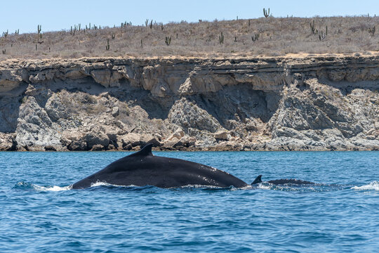 Humpback Whale Mother and Calf Swimming Together Along a Rugged Rocky Coastline