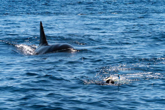 Wild Killer Whale Swimming towards a person in the Open Ocean