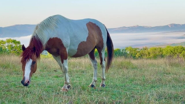 Pinto horse grazing on a meadow at sunrise; foggy valley and mountains in background (4K)