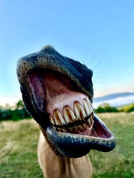 Horse baring teeth &mdash; extreme close-up, funny low angle