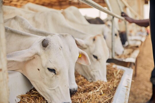 View of SCL Agroindustrial Farm with white cattle feeding on hay in a stable in Kundu, Federal Capital Terri, Nigeria.