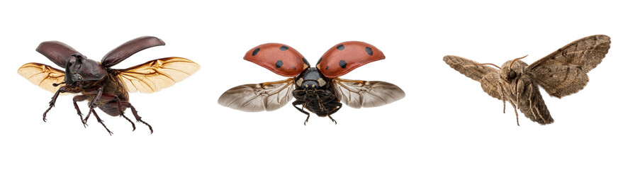 Rhino beetle ladybug and moth isolated on transparent background flying insects set for wildlife education nature research biology and entomology projects. © ATIQULISLAM