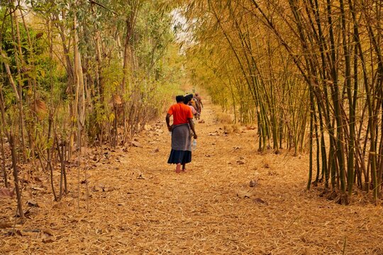 View of people walking along a dry, leaf-strewn path through a bamboo grove at SCL Agroindustrial Farm in Kundu, Federal Capital Territory, Nigeria.