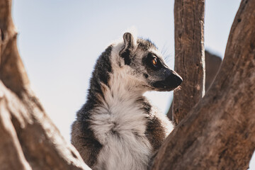 Obraz premium Close up of lemur 