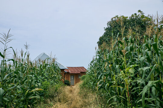 View of a small rural house with a metal roof nestled among tall corn crops in a field in Radung, Plateau, Nigeria.