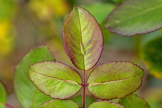 top view close-up of three green and red rhododendron leafhoppers sitting facing each other on rose petals
