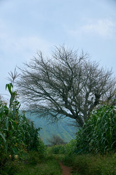 View of a large leafless tree standing amidst lush green cornfields with the volcanic hills of Kerang in the background in Kerang, Plateau, Nigeria.