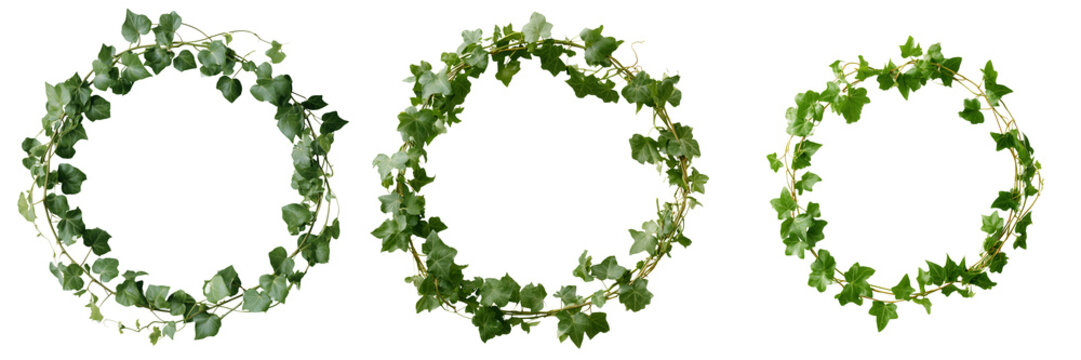 Set of A dense circular wreath of vibrant ivy leaves with natural variations in size and shape, beautifully arranged into a complete ring on transparent png background. Ai generated