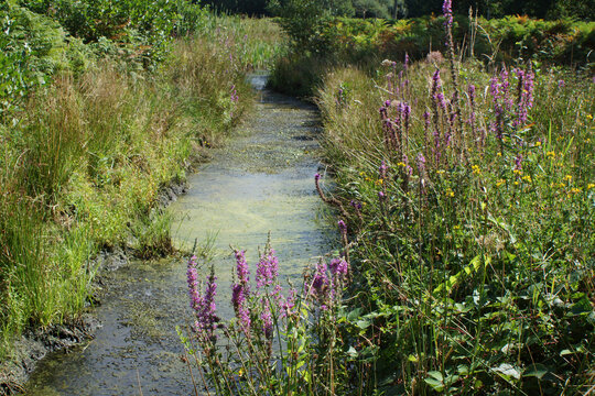 Carbon Capture Peatlands Somerset