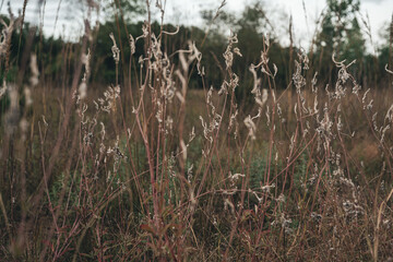 Obraz premium Golden Dried Wildflowers and Grassy Reeds in a Prairie Landscape. Autumn Background Banner