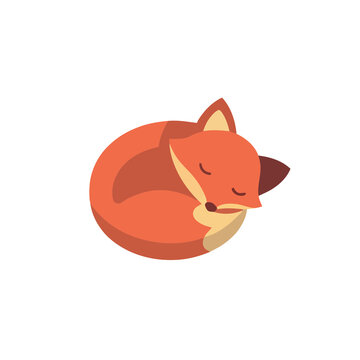 Sleeping fox illustration