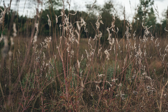 Golden Dried Wildflowers and Grassy Reeds in a Prairie Landscape. Autumn Background Banner