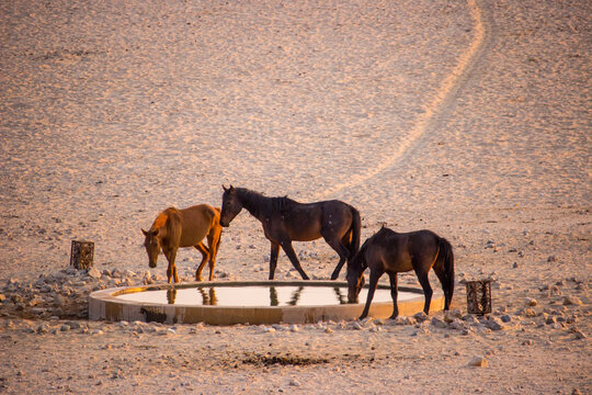 A herd of desert horses drinking in the early morning light at the bore hole at Garup in ethe Namib Desert at Aus