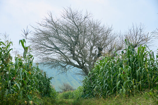 View of a large leafless tree standing amidst lush green corn fields with the volcanic landscape of Kerang in the background in Kerang, Plateau, Nigeria.
