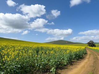 Obraz premium Bright yellow Canola fields in bloom