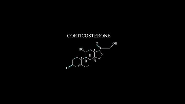 Corticosterone Molecule Molecular Structure Animation, Steroid Hormone Chemical Formula Science Motion Graphic