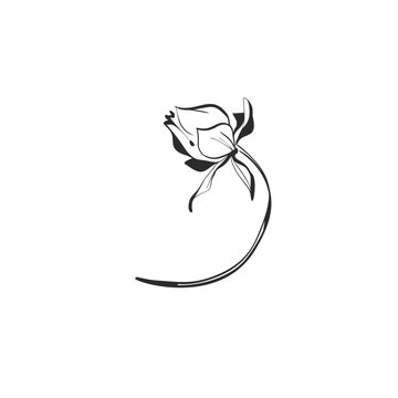 Elegant Single Flower with Curved Stem, Minimal Botanical Floral Flourish Hand Drawn Black Line Art Vector for Tattoo, Wedding and Decorative Design