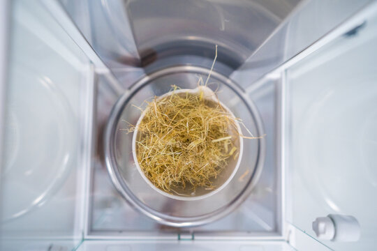 View of a sample of dry hay being weighed inside a precision laboratory analytical balance in Berlin, Berlin, Germany.