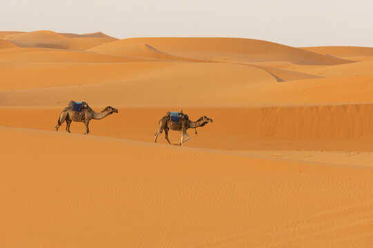 View of two camels walking across the vast orange sand dunes of the Sahara Desert in Merzouga, Draa-Tafilalet, Morocco.